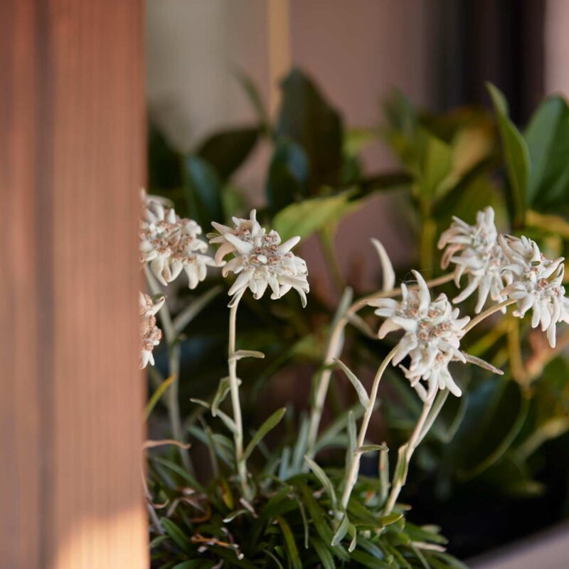 hotel garni dello sportivo campiglio